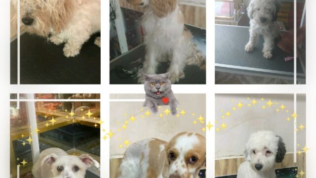 85245499_166880684744335_2420173466675183616_n