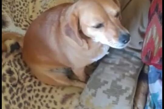 92922736_2852554861465232_5157119639221698560_n