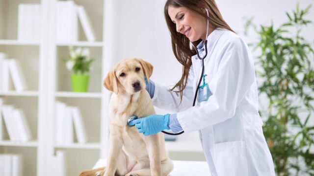 papelmatic-higiene-profesional-limpieza-desinfeccion-clinicas-veterinarias